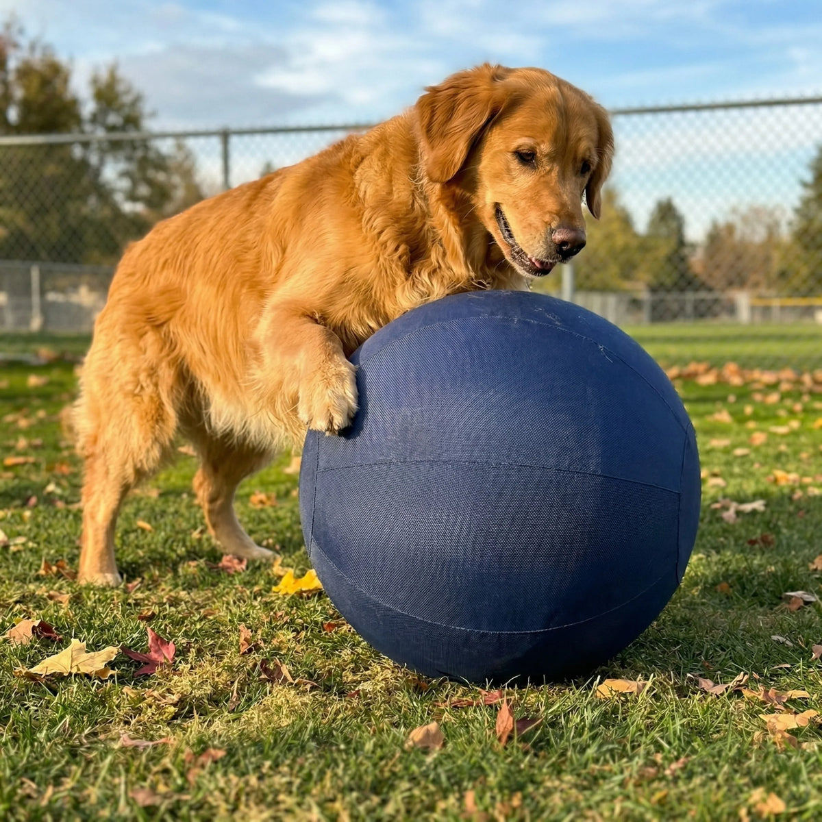 Indestructible Herding Ball