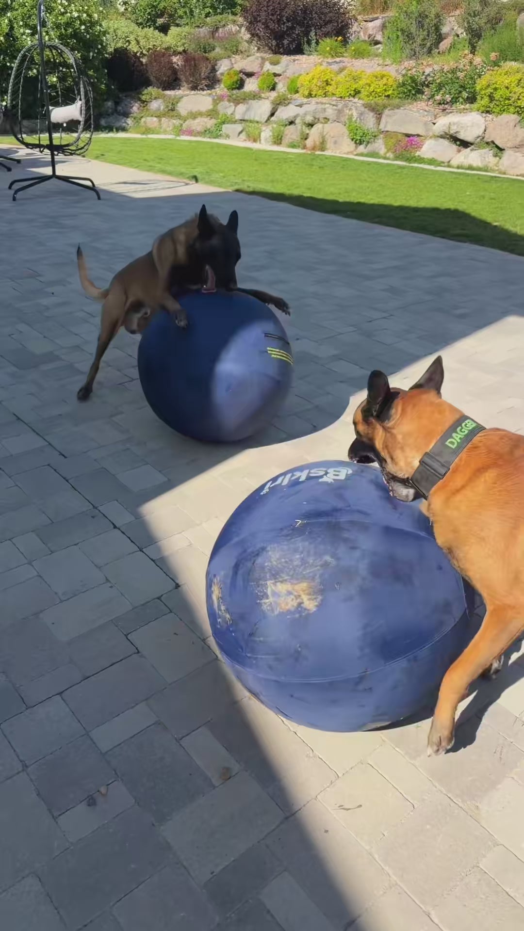 Indestructible Herding Ball